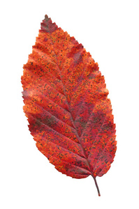 榆树叶在秋红色的颜色。孤秋榆树叶。美丽明亮的五颜六色的秋叶查出的白色背景