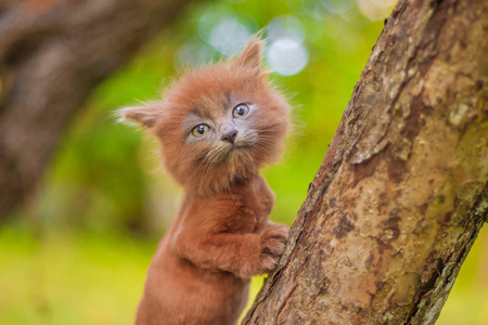 小猫坐在树上。小猫在走路。宠物秋季照片与动物。蓬松的黑烟猫理发。Groommer 理发猫