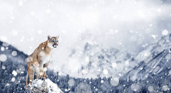 美洲狮, 山狮, 美洲狮, 冬山的肖像。美国野生动物冬季场景, 暴风雪, 降雪