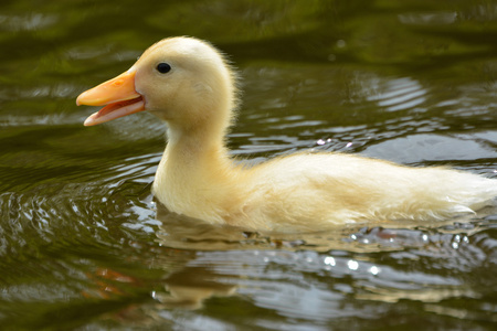 小鸭在水中游泳