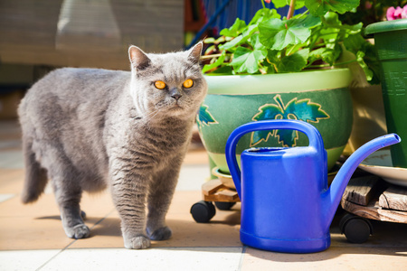 猫站在蓝色的浇水罐附近