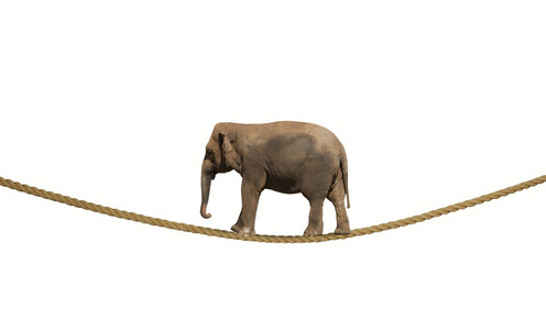 在一根绳子上的大象