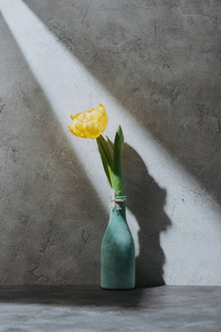 蓝色花瓶上的黄色春天郁金香在灰色表面与阴影