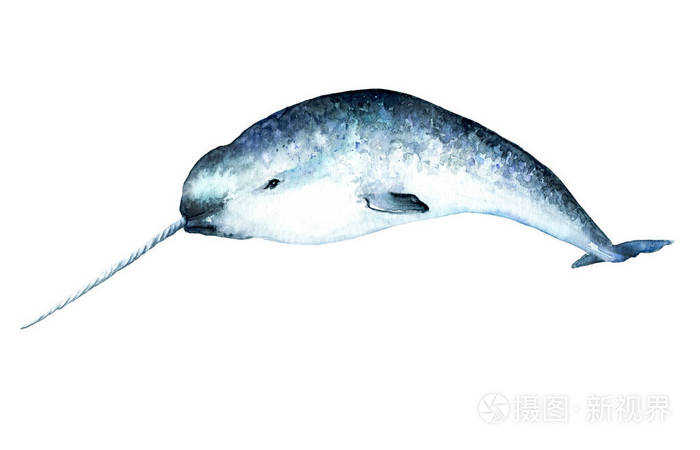 独角鲸,斑节麒麟的水彩图画