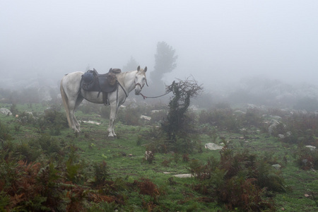 在一个多雾的森林中的马