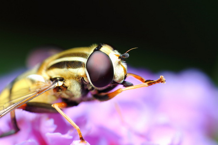 在一片叶子上 hoverfly