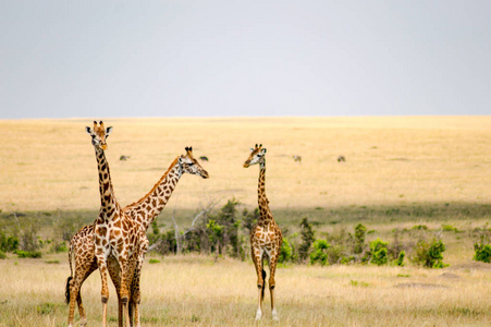 肯尼亚马赛马拉公园金合欢附近的几个长颈鹿