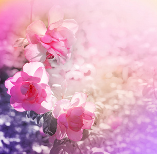 在模糊的背景可爱的粉红色的花