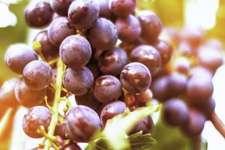 多汁成熟的葡萄。花园里有一堆葡萄。葡萄酒酿造和果汁。选择性聚焦