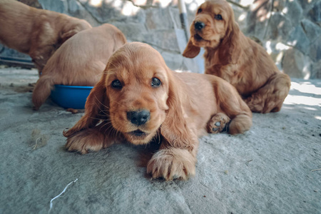 金色小狗卡犬