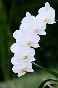 白色兰花