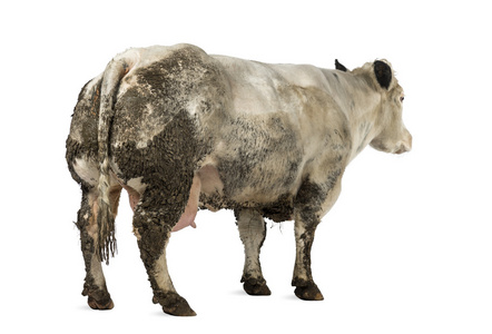 脏怀孕比利时蓝牛，被隔绝在白色