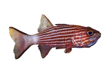 大齿 cardinalfish