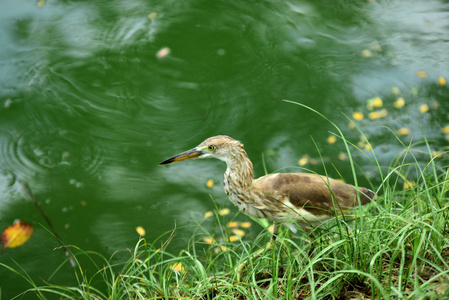 公园里有许多种鸟在池塘里。曼谷, 泰国. 不同物种的鸟类生活在自然的水环中