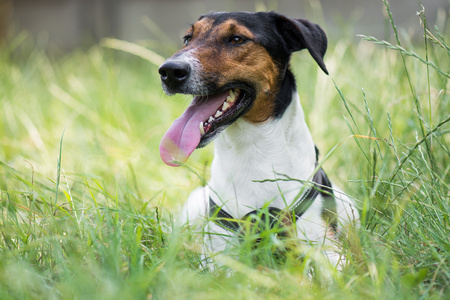 可爱的小猎犬狗躺在草丛中