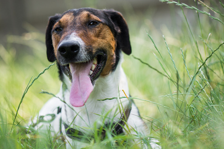 可爱的小猎犬狗躺在草丛中