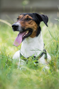 可爱的小猎犬狗躺在草丛中