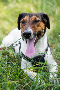 可爱的小猎犬狗躺在草丛中