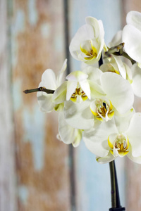 美丽的白色兰花 phalaenopsisok 花。兰花绽放