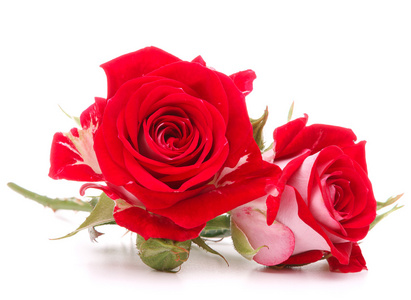 红玫瑰鲜花花束