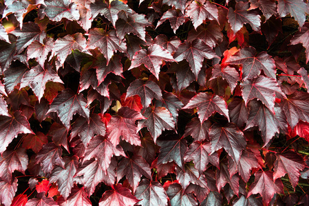 秋季红砖墙上有红绿叶的常春藤