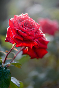 特写侧面看两个红玫瑰与水滴在它