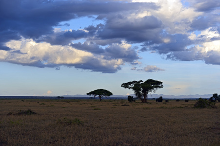 非洲大草原的全景