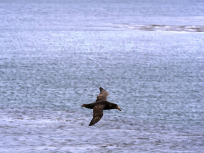 南巨人海燕, Macronectes 竹材, 在飞行中, 海狮, 福克兰群岛