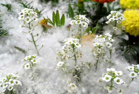 市花