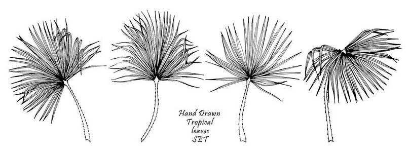 一套热带树叶, 黑色勾勒出白色背景的图像。矢量插图。元素的花元素。棕榈树叶
