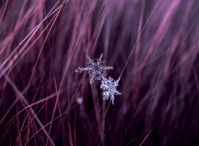 彩色背景宏上的雪花美丽