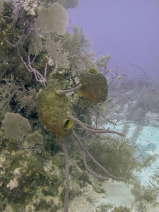Carbiiean 海珊瑚礁
