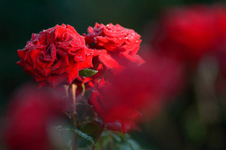 美丽明亮的玫瑰在雨中。夏天的花园