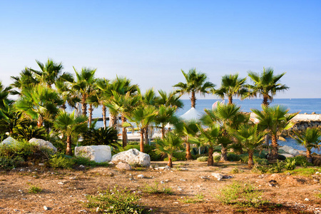 海滩和棕榈树 阳光明媚的日子，在塞浦路斯帕福斯度假胜地