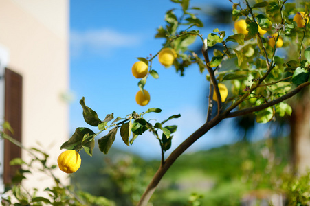 成熟的柠檬树