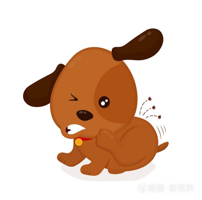 可爱的愤怒发痒的狗抓跳蚤