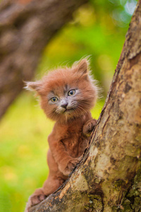 小猫坐在树上。小猫在走路。宠物秋季照片与动物。蓬松的黑烟猫理发。Groommer 理发猫