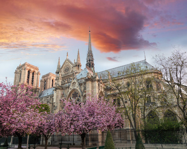 巴黎, 圣母院大教堂与春天树在法国