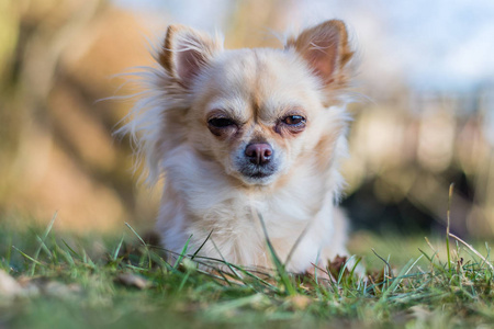 可爱的小奇瓦瓦狗的肖像躺在草地上
