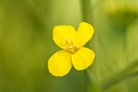 花特写