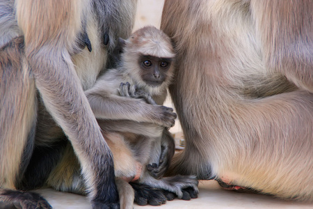 婴儿灰色叶坐在一起的母亲，普什卡，印度
