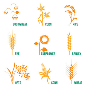 农作物。有机产品标签, 收获和耕作, 谷物, 面包, 健康食品的概念