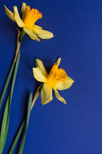 蓝色背景上的亮黄色水仙或水仙花花。选择性对焦。文本位置