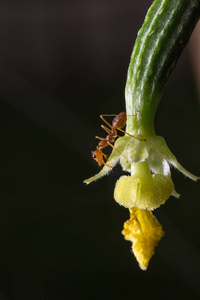 蚂蚁在黄瓜上