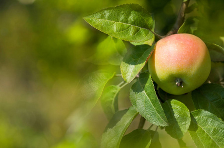 成熟的红色和绿色的苹果在一个树枝上的叶子在花园里。收获果实苹果树。绿色水果背景