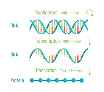 Dna 复制转录和翻译