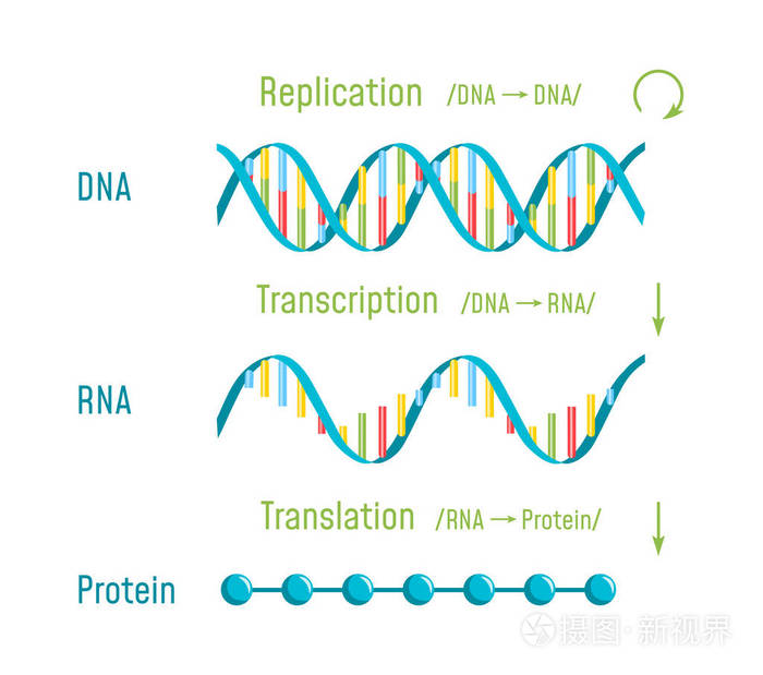 Dna 复制、转录和翻译