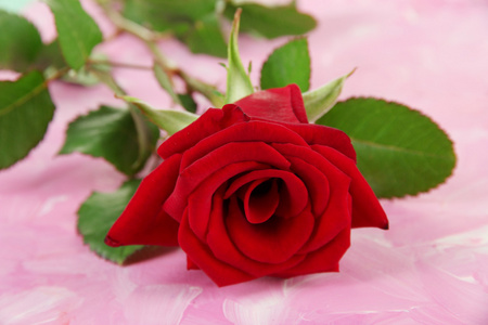 美丽的玫瑰，颜色木制背景上