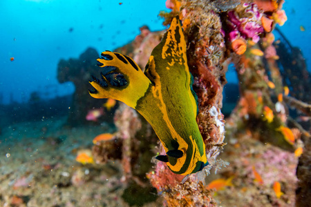 马尔代夫印度洋船舶失事 nudibranch