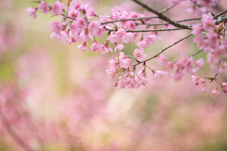 樱花粉红色的花朵, 樱桃花小簇在樱桃树枝上粉红色背景